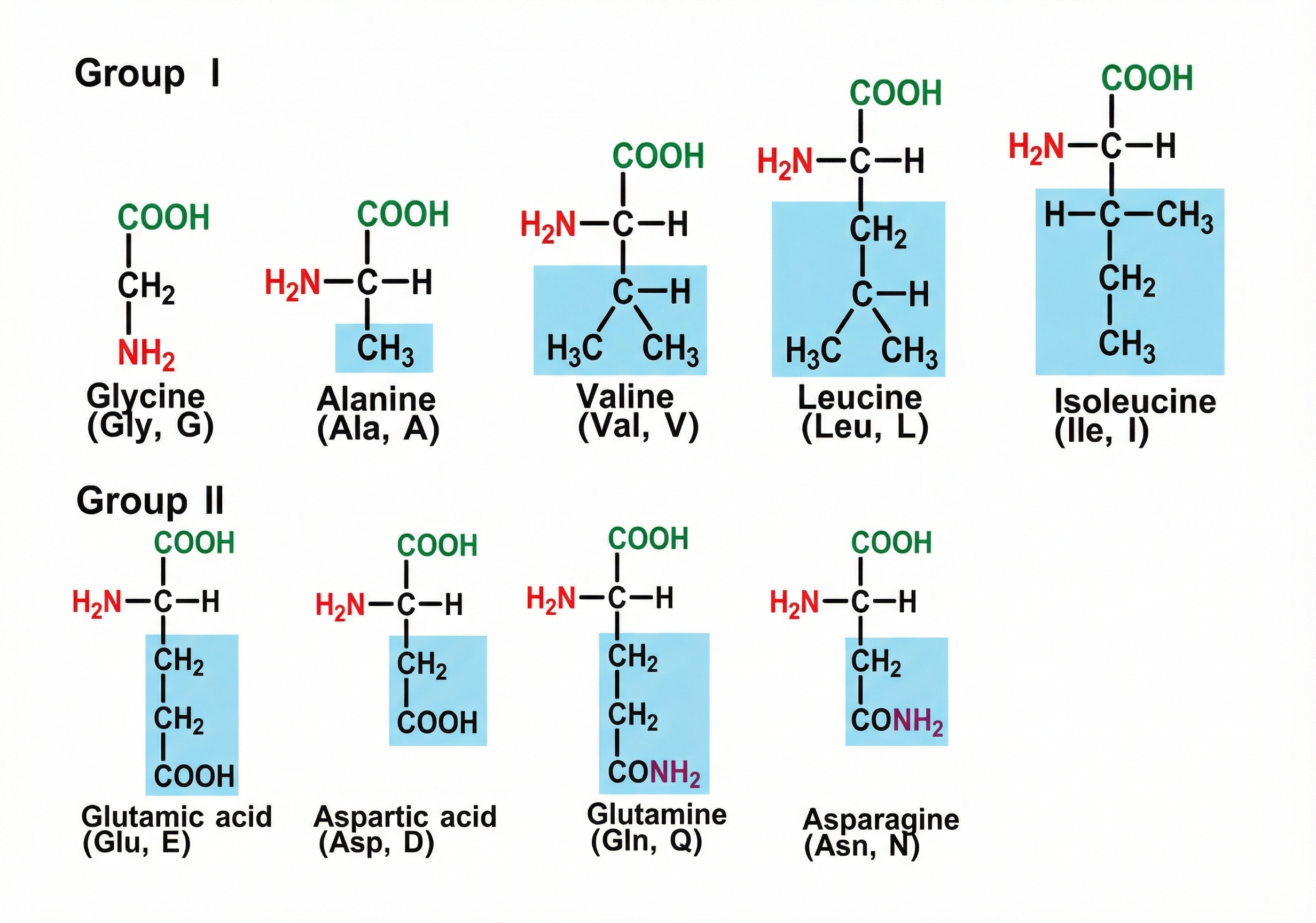 Typy a struktury aminokyselin