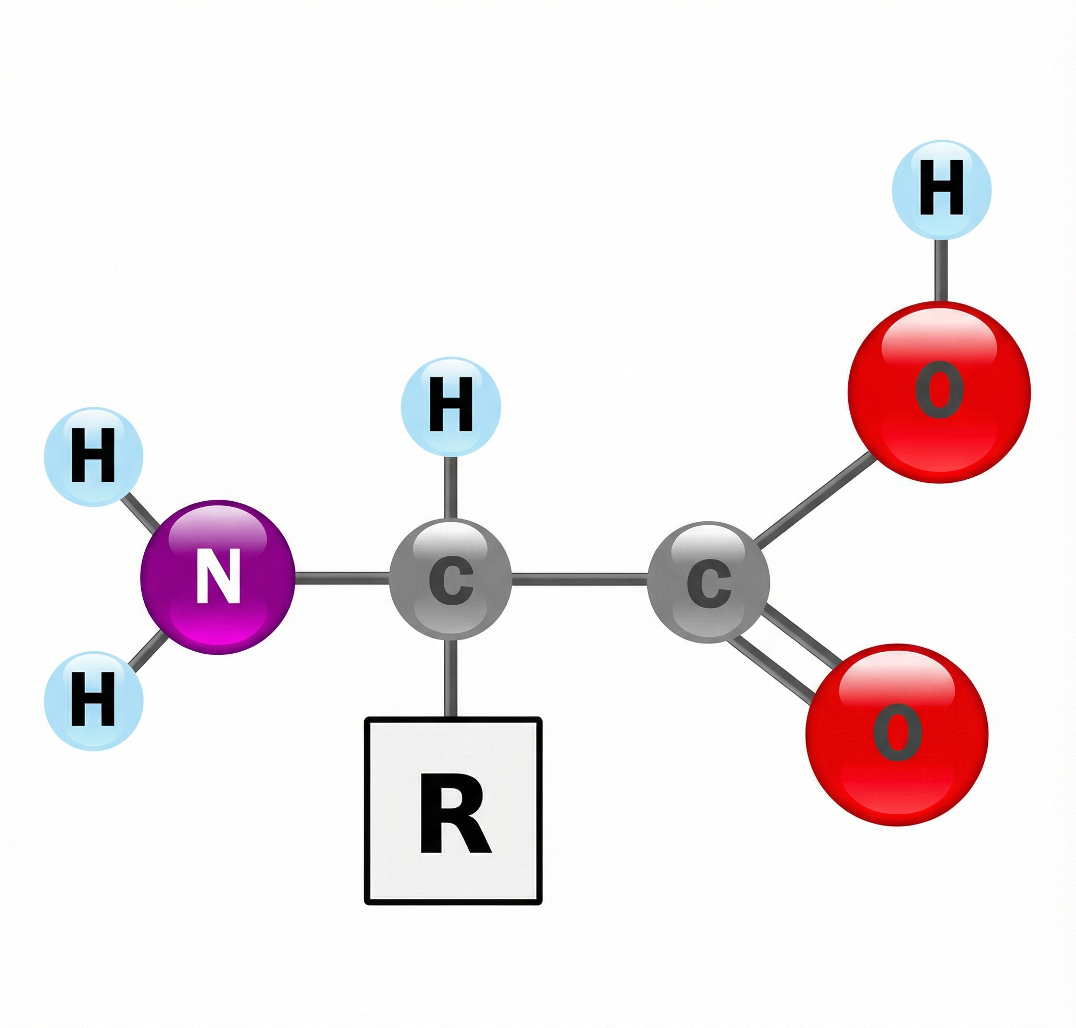Molekulární struktura aminokyselin