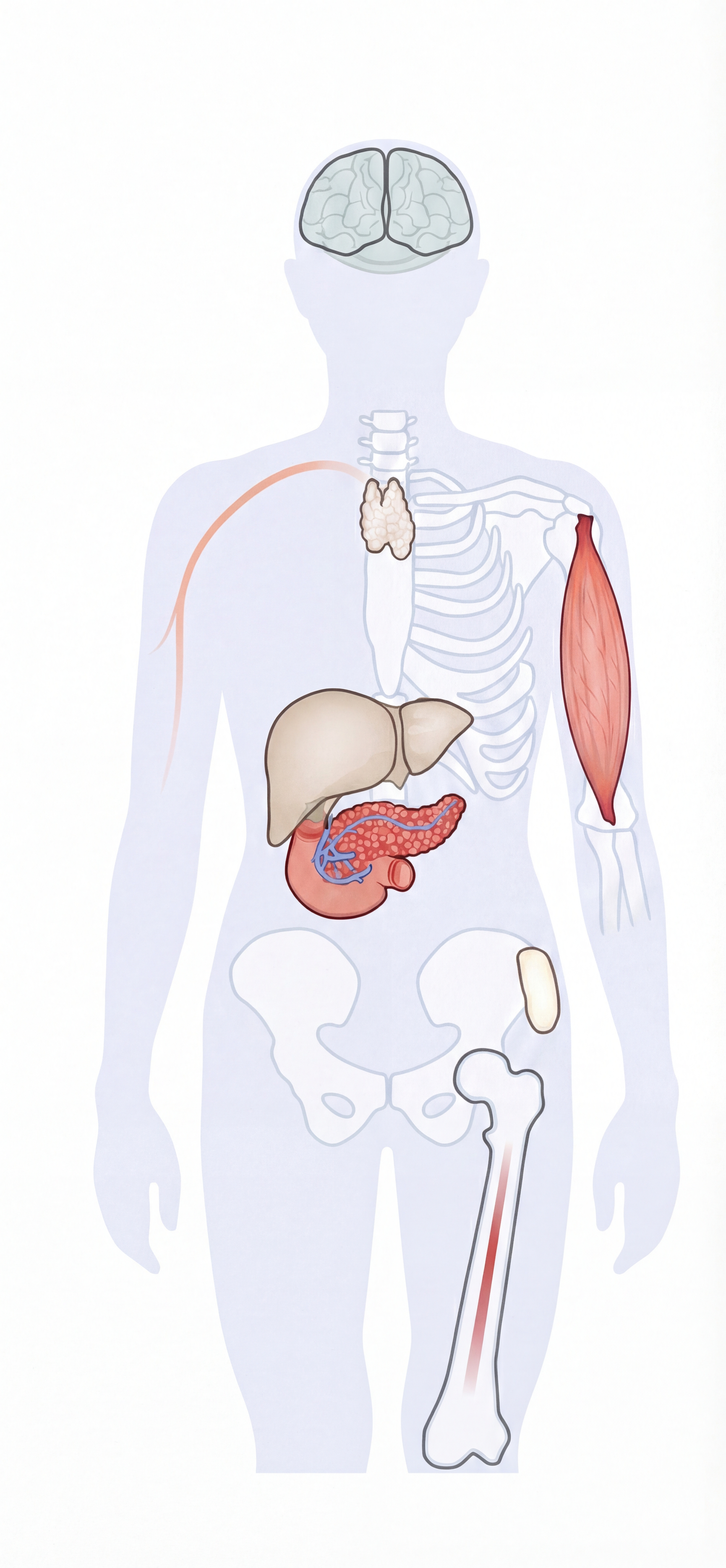 Lidské tělo s orgány