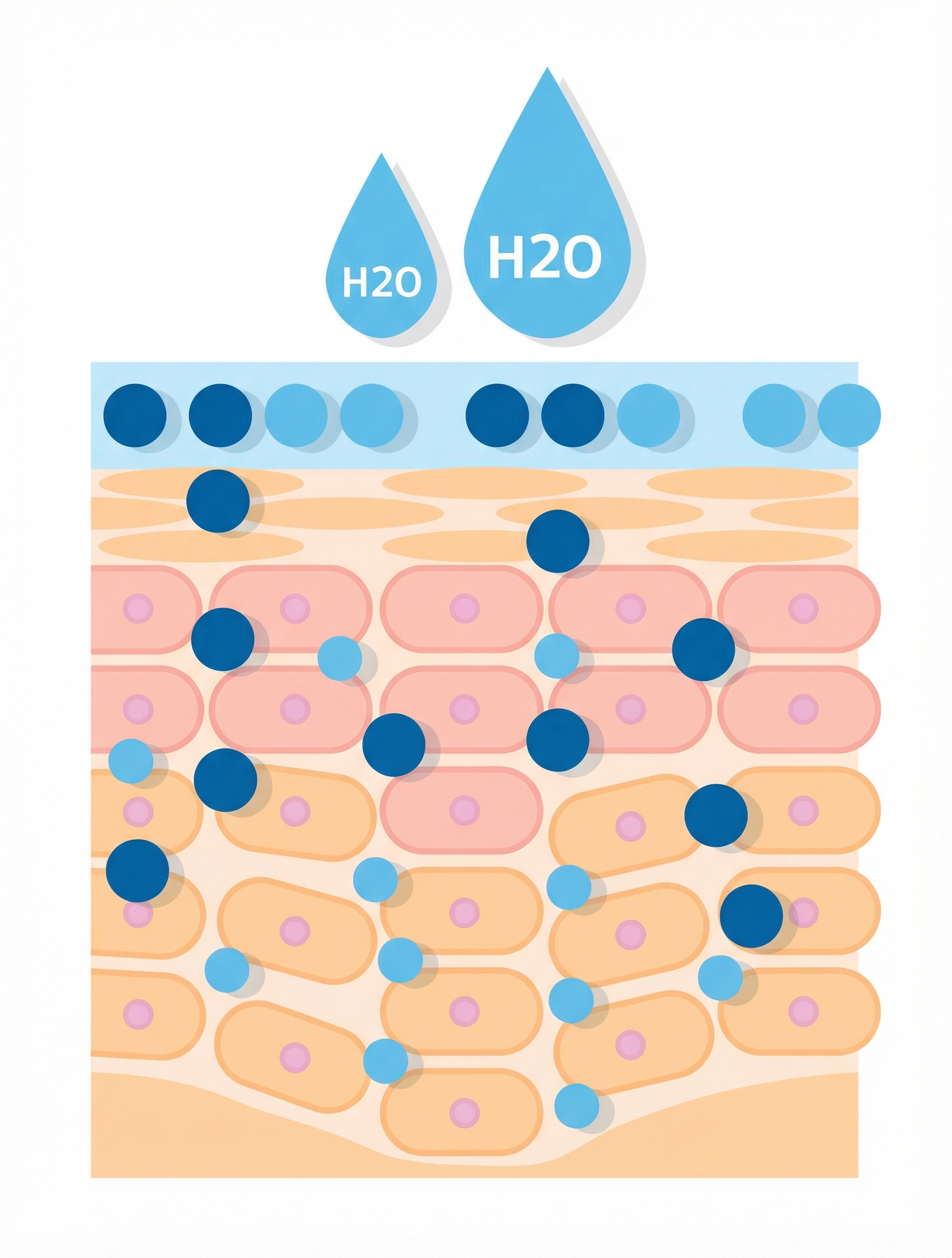 Diagram penetrace kyseliny hyaluronové do kůže