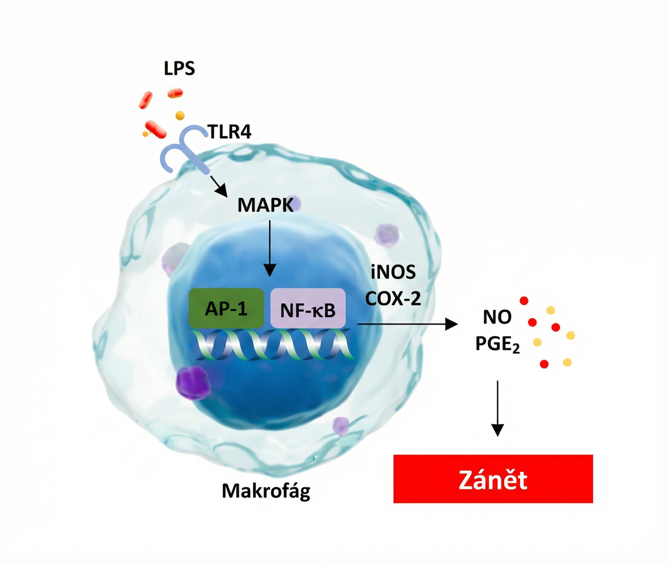 Diagram zánětlivé reakce