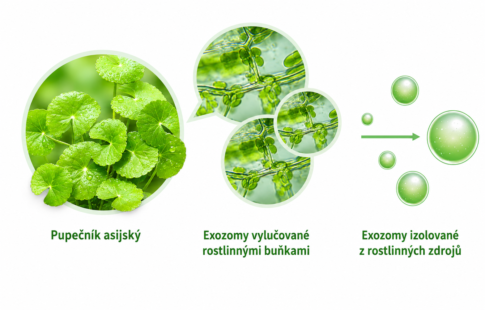Diagram: Pupečník asijský → Rostlinné exozomy → Izolované exozomy