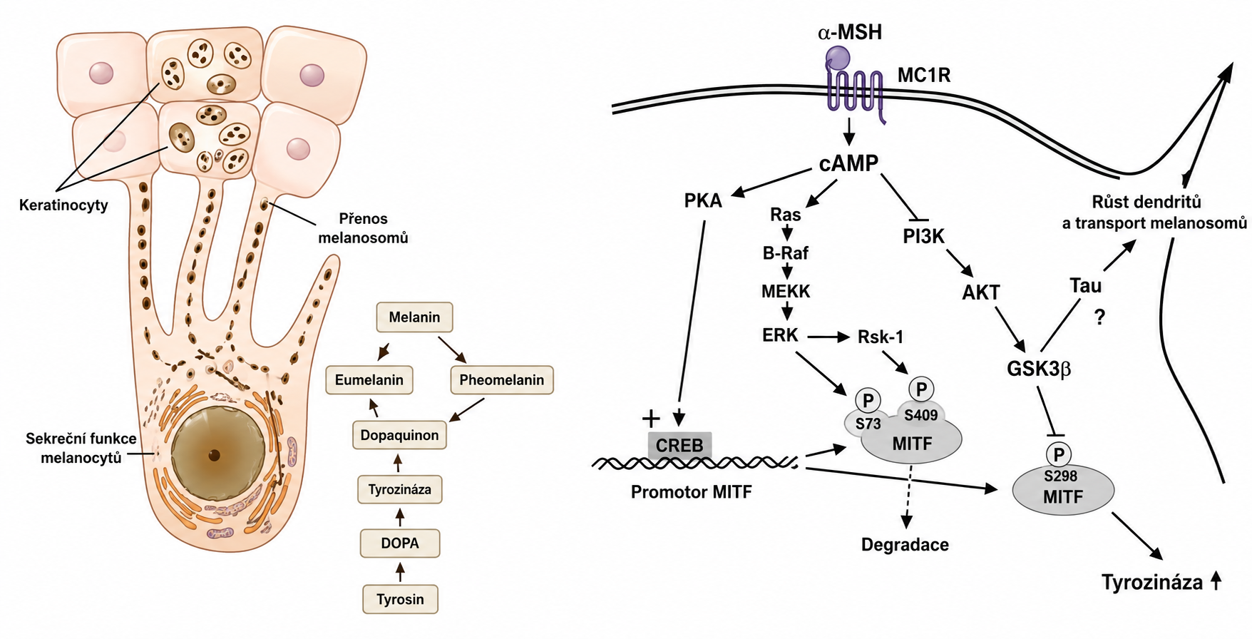 Diagram syntézy melaninu – keratinocyty, melanocyty, signální dráha MITF