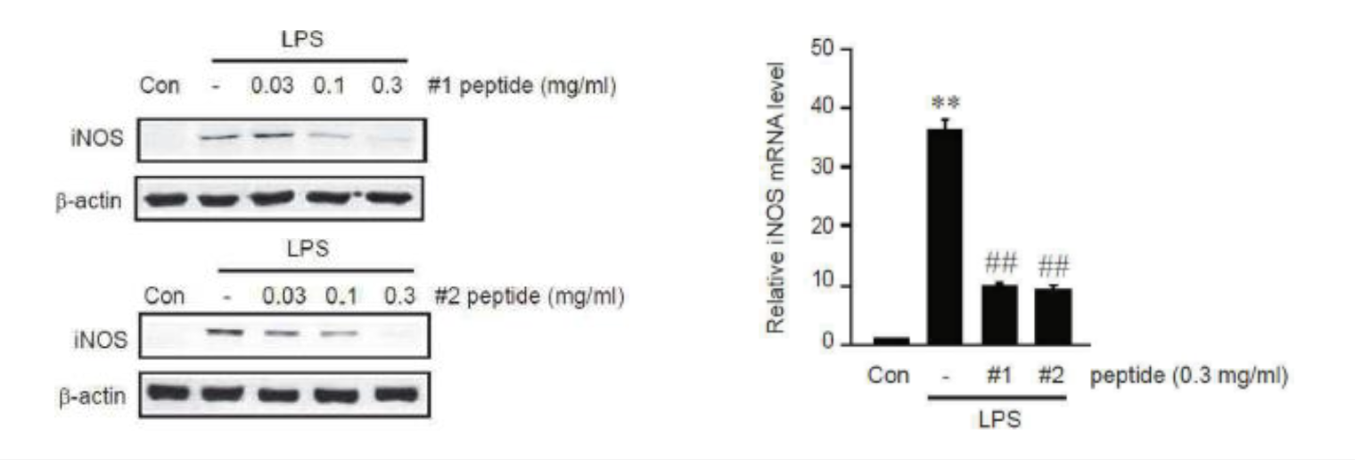Tetrapeptide Complex – iNOS gel a graf peptidů