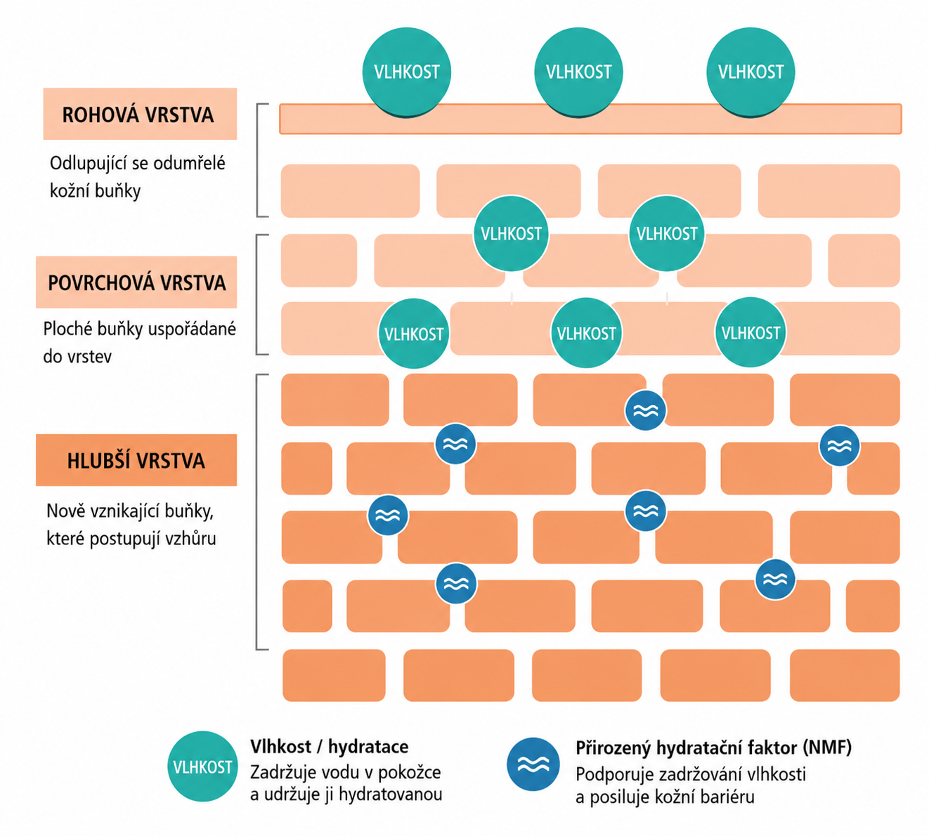 Diagram cihlové zdi pleti s molekulami HA – stratum corneum, epidermis, dermis