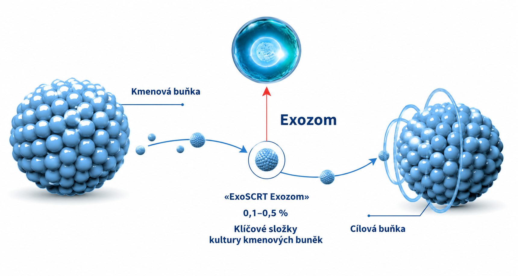 Diagram dodávky exozomu: Kmenová buňka → ExoSCRT Exozom → Cílová buňka