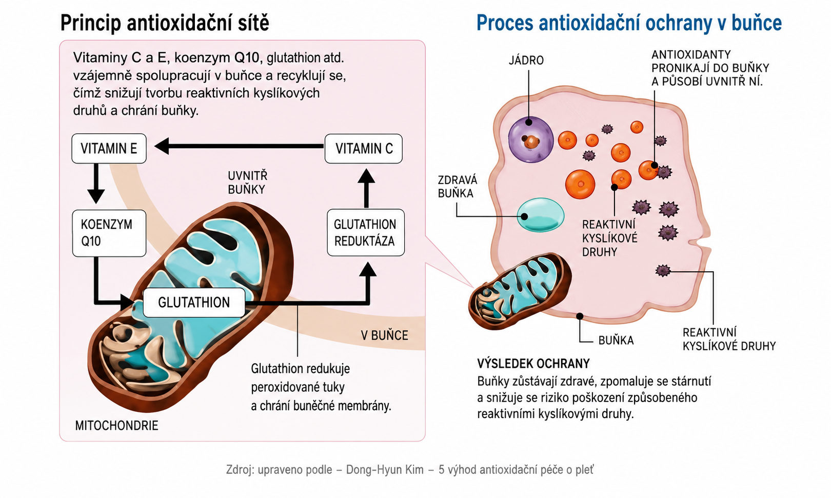 Antioxidační síť – diagram mitochondrií a buněčné oxidace