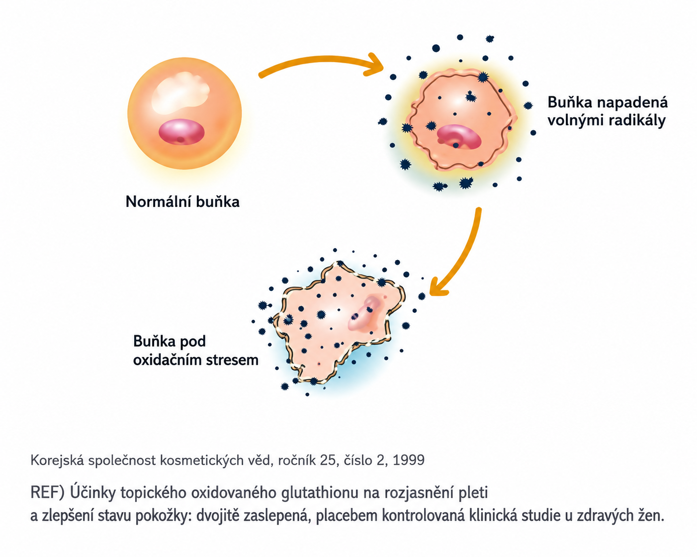 Diagram – Normal Cell vs. Cell with Oxidative Stress (free radicals)