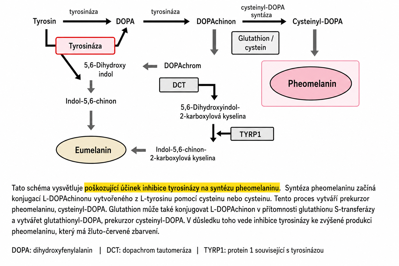 Tyrosinase / melanin pathway diagram – syntéza Pheo-melaninu vs. Eu-melaninu