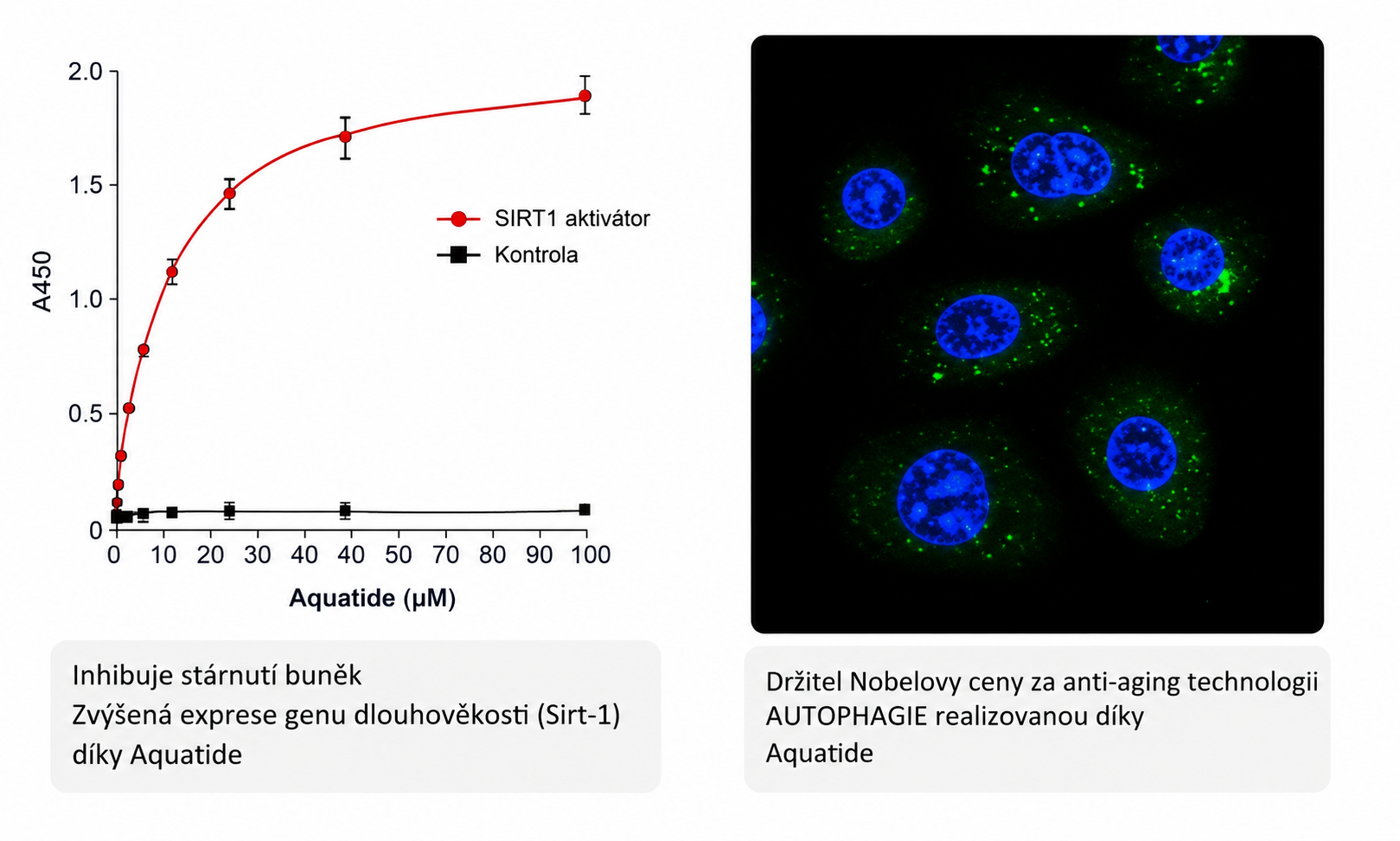 Graf SIRT-1 + mikroskopický snímek AUTOPHAGY (Aquatide)