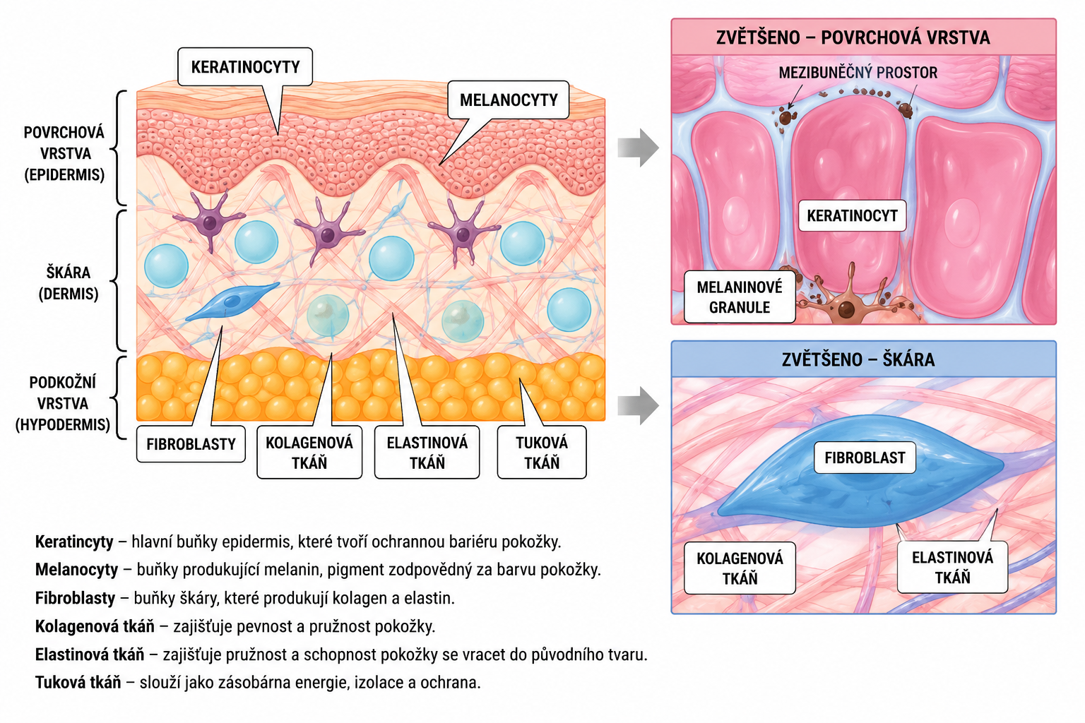 Diagram průřezu pletí – epidermální buňky, elastin, fibroblasty, kolagen, HA vrstvy