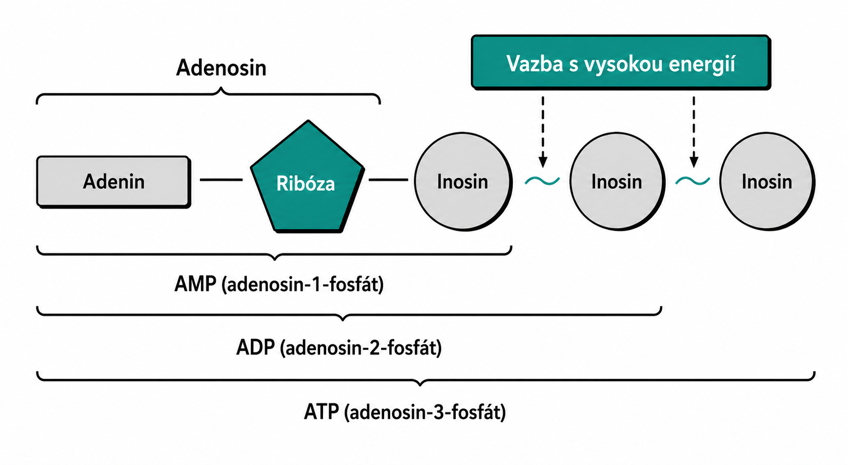 Diagram adenosinu — adenin + ribóza + fosfáty (AMP/ADP/ATP)