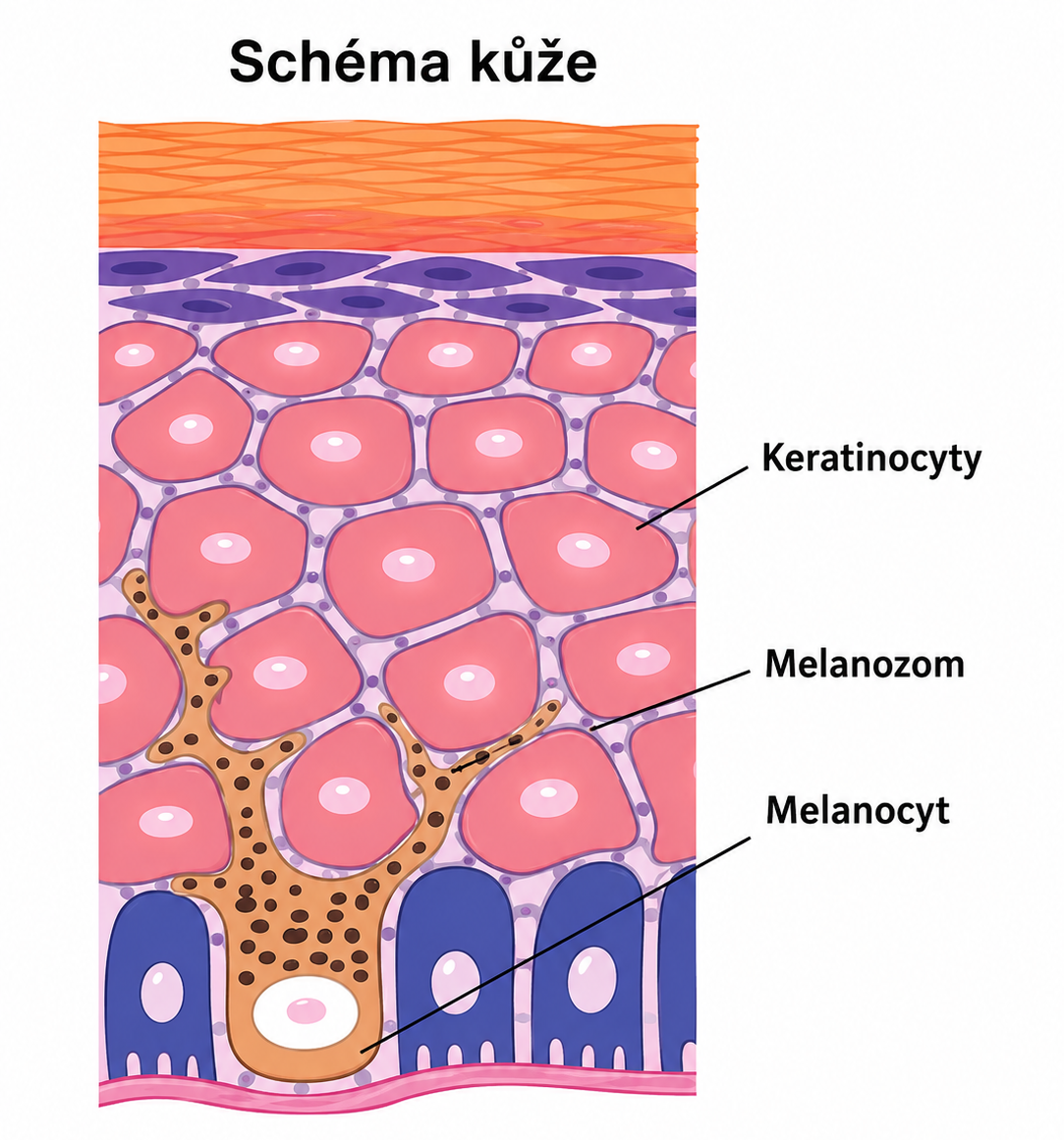Schéma pleti — Keratinocyt, Melanozom, Melanocyt